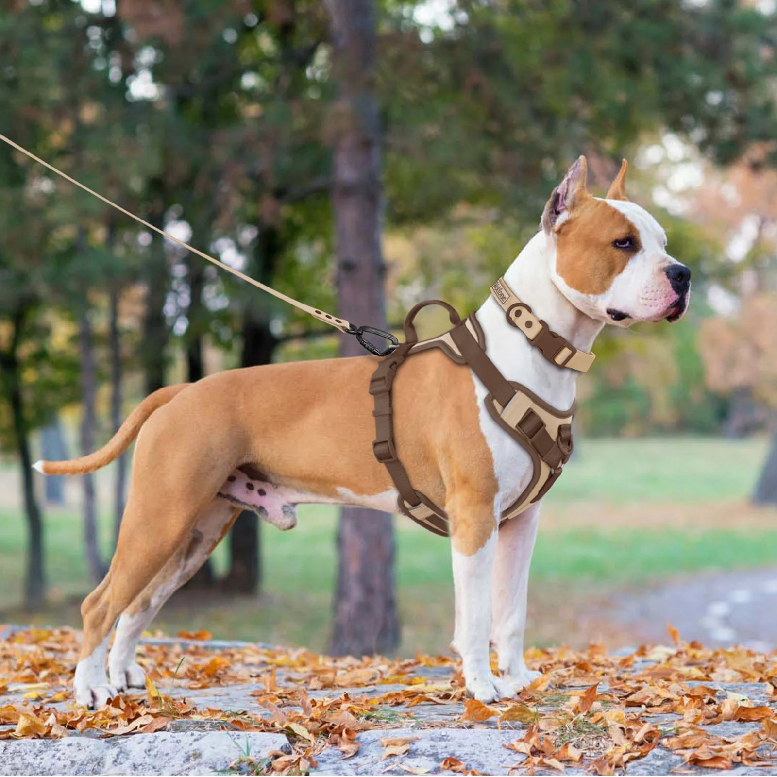 New Chocolate color luxury Dog Harness