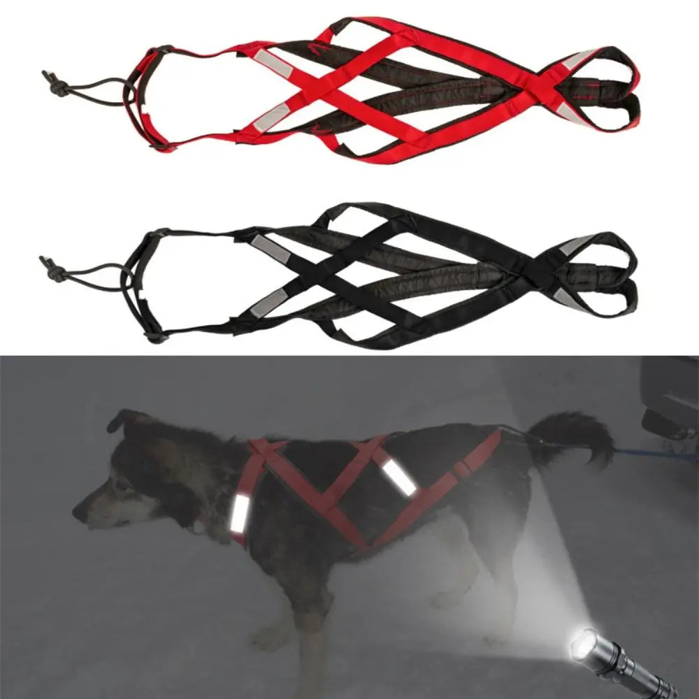 New Dog Ski joring