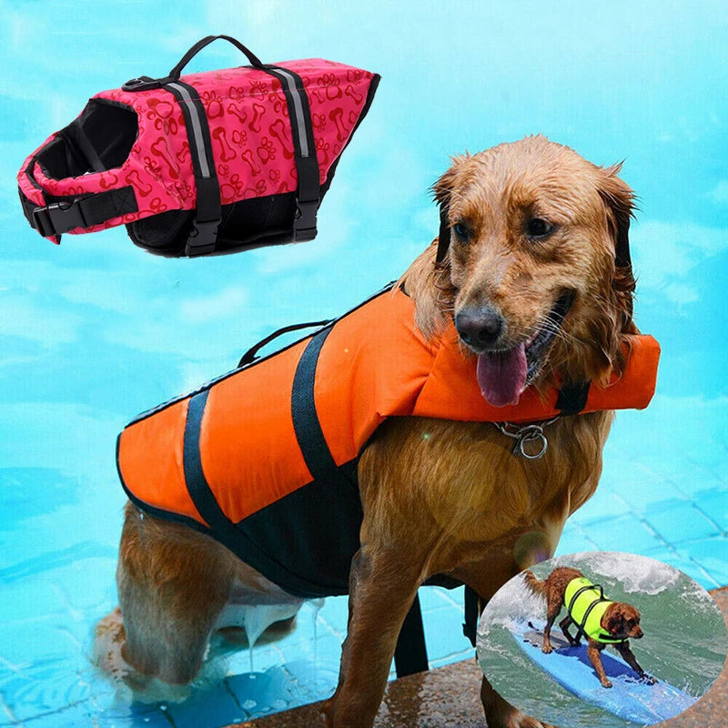 Seaside Big Dog Swimming Life