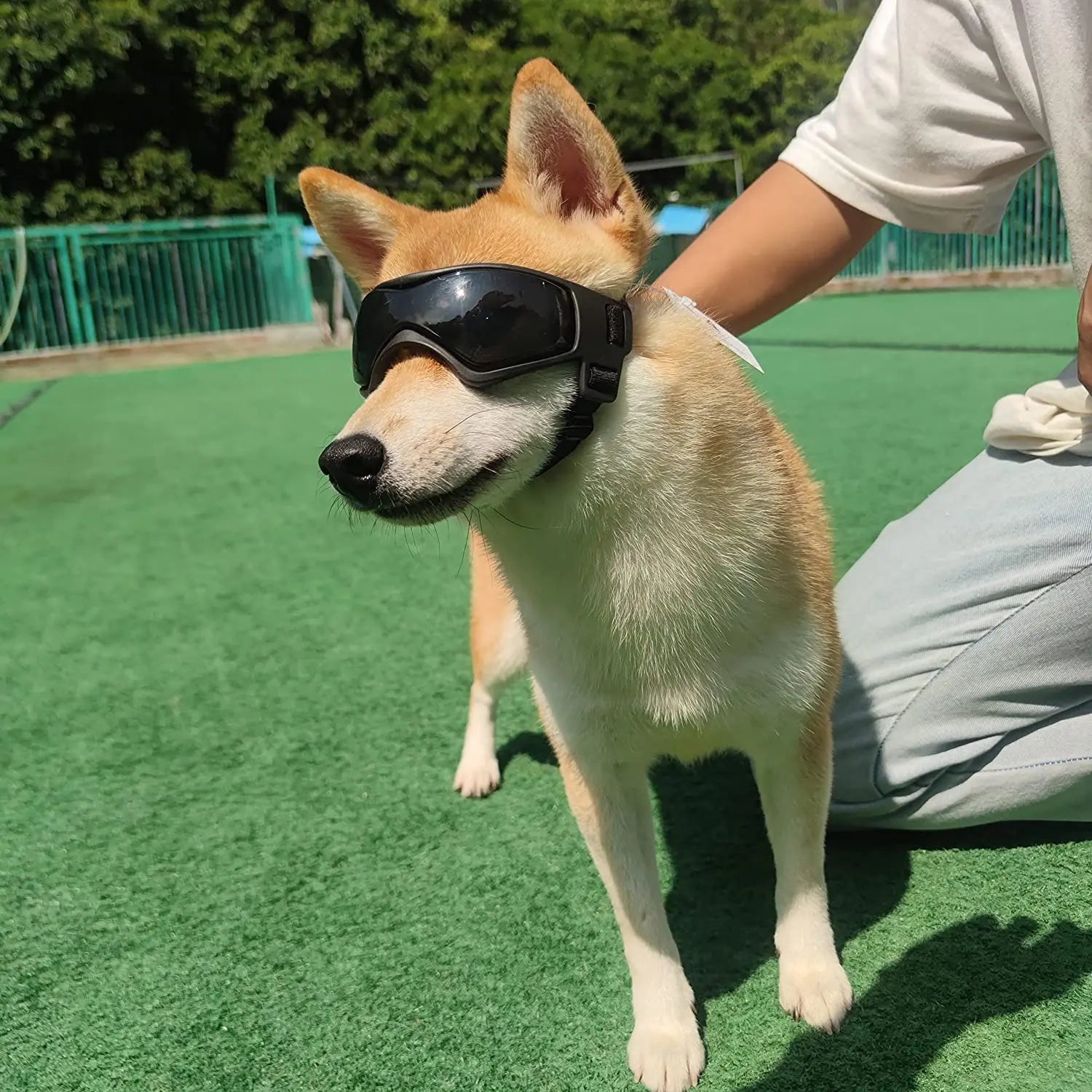 Pet  Outdoor  Protection Sunglasses