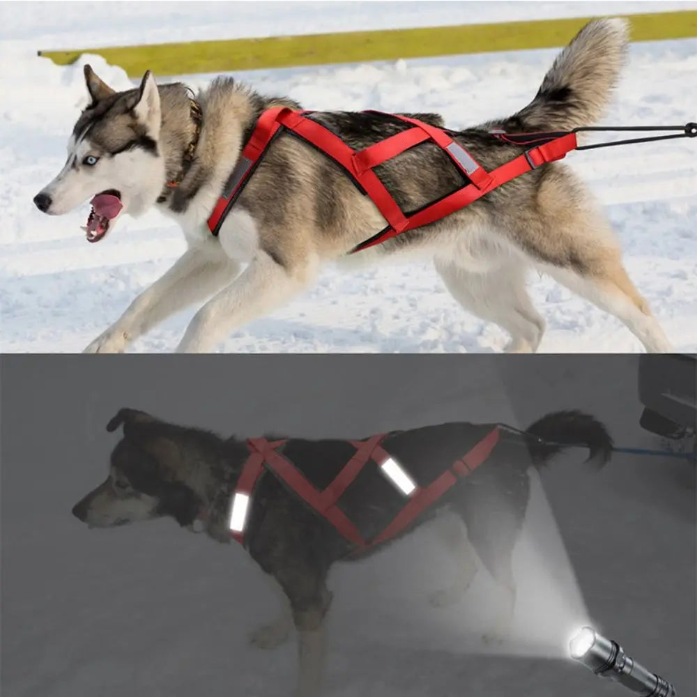 New Dog Ski joring